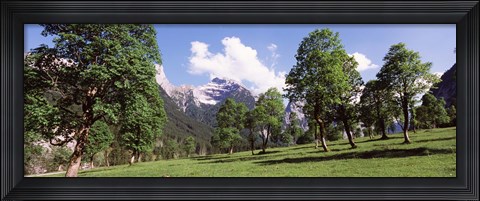 Framed Maple trees with mountain range in the background, Karwendel Mountains, Risstal Valley, Hinterriss, Tyrol, Austria Print