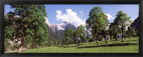 Framed Maple trees with mountain range in the background, Karwendel Mountains, Risstal Valley, Hinterriss, Tyrol, Austria Print