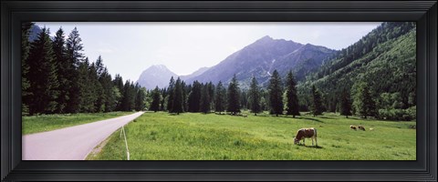 Framed Cows grazing in a field, Karwendel Mountains, Risstal Valley, Hinterriss, Tyrol, Austria Print