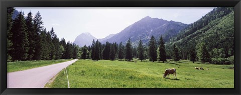 Framed Cows grazing in a field, Karwendel Mountains, Risstal Valley, Hinterriss, Tyrol, Austria Print