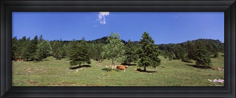 Framed Herd of cows grazing in a field, Karwendel Mountains, Risstal Valley, Hinterriss, Tyrol, Austria Print
