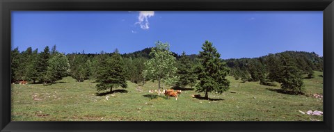 Framed Herd of cows grazing in a field, Karwendel Mountains, Risstal Valley, Hinterriss, Tyrol, Austria Print