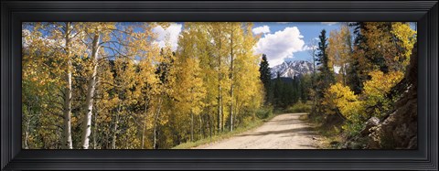 Framed Aspen trees on both sides of a road, Old Lime Creek Road, Cascade, El Paso County, Colorado, USA Print