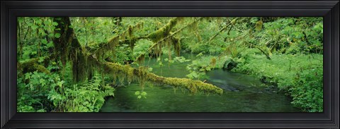 Framed Stream flowing through a rainforest, Hoh Rainforest, Olympic National Park, Washington State, USA Print