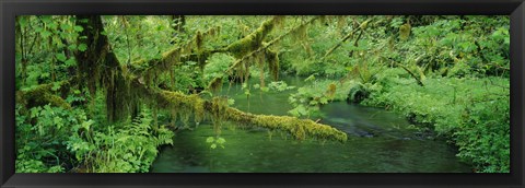 Framed Stream flowing through a rainforest, Hoh Rainforest, Olympic National Park, Washington State, USA Print