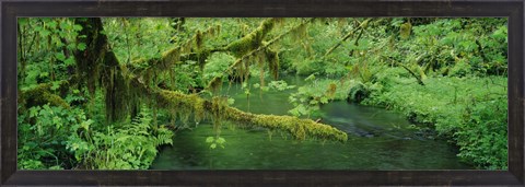 Framed Stream flowing through a rainforest, Hoh Rainforest, Olympic National Park, Washington State, USA Print