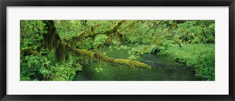 Framed Stream flowing through a rainforest, Hoh Rainforest, Olympic National Park, Washington State, USA Print