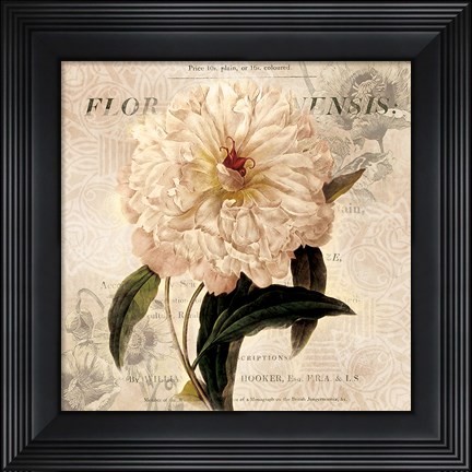 Framed White Peony I Print