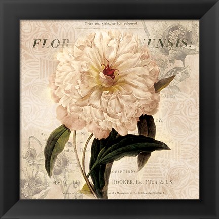 Framed White Peony I Print