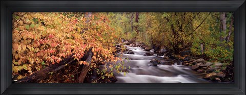 Framed Stream flowing through a forest Print