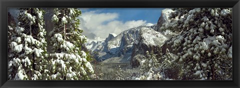 Framed Snowy trees in winter, Yosemite Valley, Yosemite National Park, California, USA Print