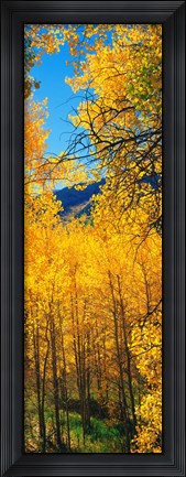 Framed Valley with Aspen trees in autumn, Colorado, USA Print