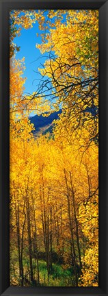 Framed Valley with Aspen trees in autumn, Colorado, USA Print