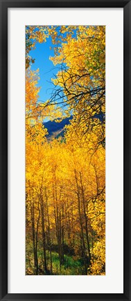 Framed Valley with Aspen trees in autumn, Colorado, USA Print