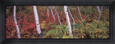 Framed Trees in a forest Print