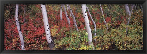 Framed Trees in a forest Print