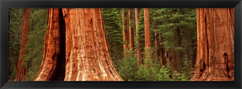 Framed Giant sequoia trees in a forest, California, USA Print