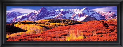 Framed Forest in autumn with snow covered mountains in the background, Telluride, San Miguel County, Colorado, USA Print