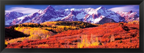 Framed Forest in autumn with snow covered mountains in the background, Telluride, San Miguel County, Colorado, USA Print