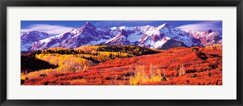 Framed Forest in autumn with snow covered mountains in the background, Telluride, San Miguel County, Colorado, USA Print