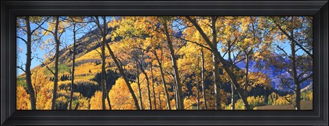 Framed Aspen trees in autumn with mountain in the background, Maroon Bells, Elk Mountains, Pitkin County, Colorado, USA Print