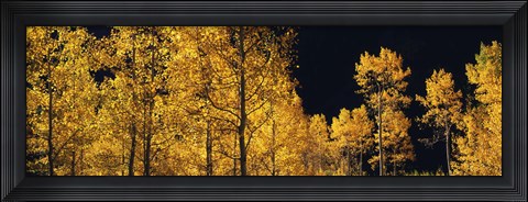 Framed Aspen trees in autumn, Colorado, USA Print