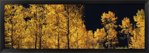 Framed Aspen trees in autumn, Colorado, USA Print