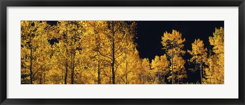 Framed Aspen trees in autumn, Colorado, USA Print