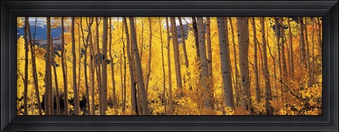 Framed Autumn Aspen trees, Colorado, USA Print