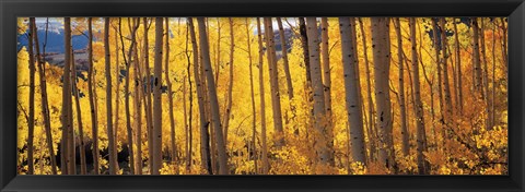 Framed Autumn Aspen trees, Colorado, USA Print