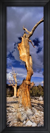 Framed Bristlecone pine trees (Pinus longaeva) on a landscape, White Mountain, California, USA Print