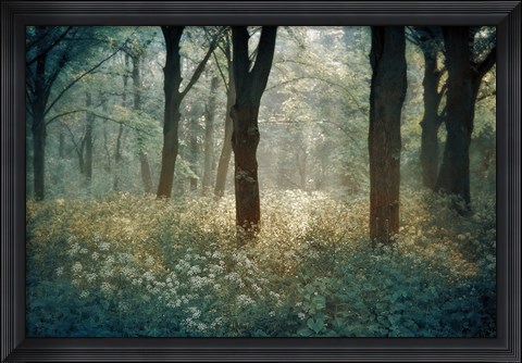 Framed Foret de Tenom Print