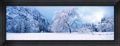 Framed Snow covered oak trees in a valley, Yosemite National Park, California, USA Print