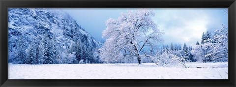 Framed Snow covered oak trees in a valley, Yosemite National Park, California, USA Print