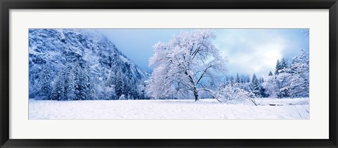 Framed Snow covered oak trees in a valley, Yosemite National Park, California, USA Print