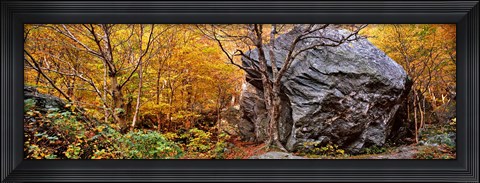 Framed Big boulder in a forest, Stowe, Lamoille County, Vermont, USA Print