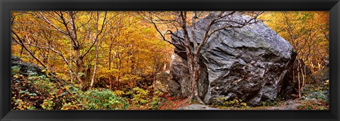 Framed Big boulder in a forest, Stowe, Lamoille County, Vermont, USA Print