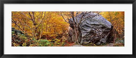 Framed Big boulder in a forest, Stowe, Lamoille County, Vermont, USA Print