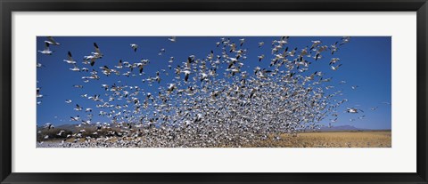 Framed Flock of Snow geese flying, Bosque Del Apache National Wildlife Reserve, New Mexico Print