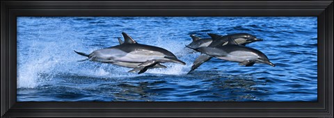 Framed Dolphins in the sea Print