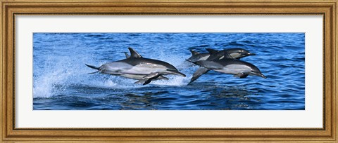 Framed Dolphins in the sea Print