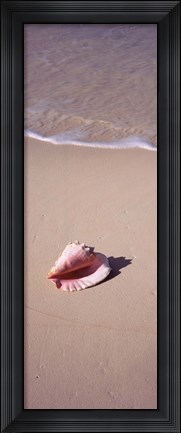 Framed High angle view of a conch shell on the beach, Bahamas Print