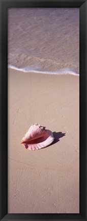 Framed High angle view of a conch shell on the beach, Bahamas Print