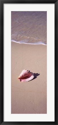 Framed High angle view of a conch shell on the beach, Bahamas Print