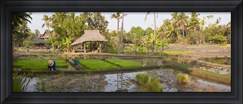 Framed Farmer working in a rice field, Chiang Mai, Thailand Print