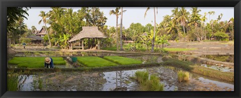 Framed Farmer working in a rice field, Chiang Mai, Thailand Print