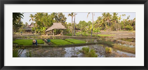 Framed Farmer working in a rice field, Chiang Mai, Thailand Print