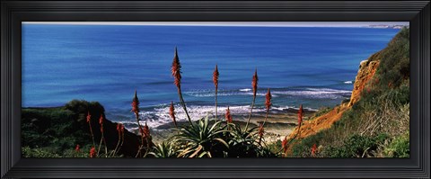 Framed Flowers and plants on the beach, Alvor Beach, Algarve, Portugal Print