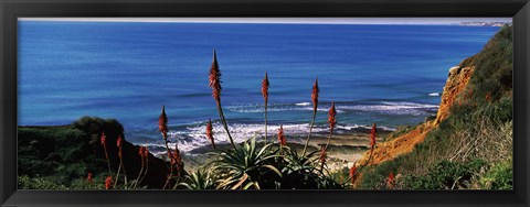 Framed Flowers and plants on the beach, Alvor Beach, Algarve, Portugal Print