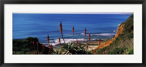 Framed Flowers and plants on the beach, Alvor Beach, Algarve, Portugal Print